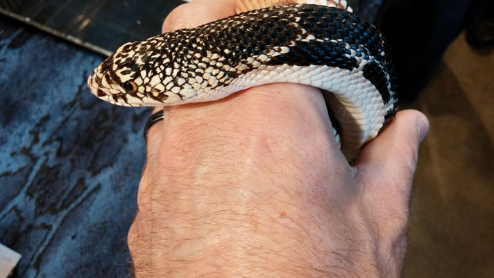 The author holds a northern pine snake at an expo.