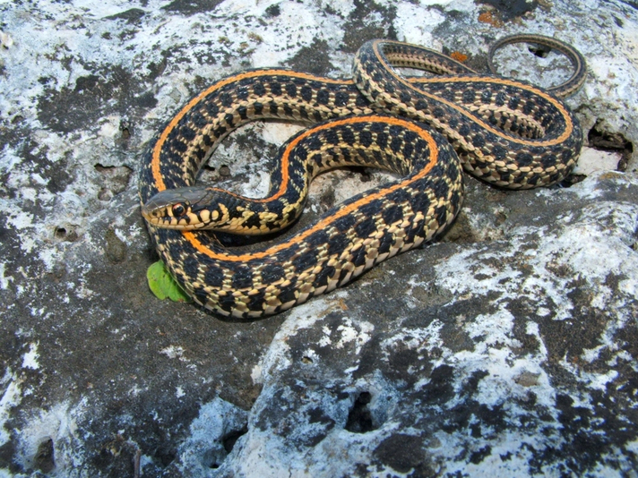 Plains garter snake