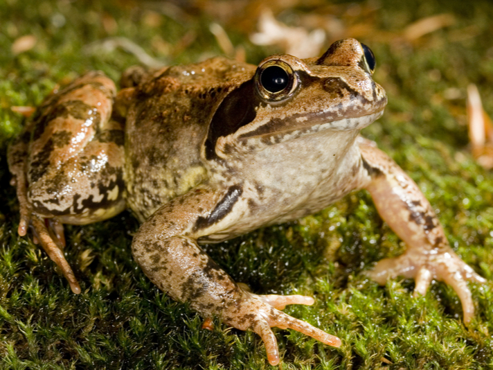 European common frog