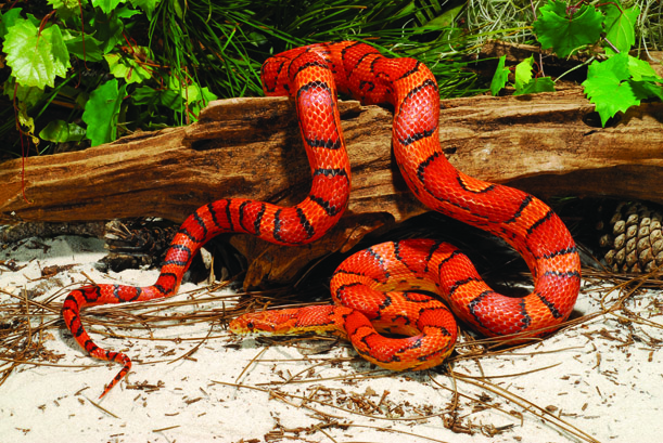 Red rat snake