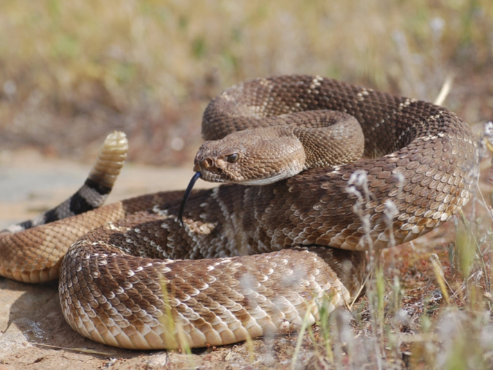 rattlesnake
