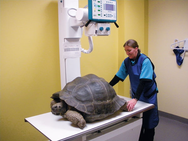 Reptile technician takes x-ray of tortoise that was not eating