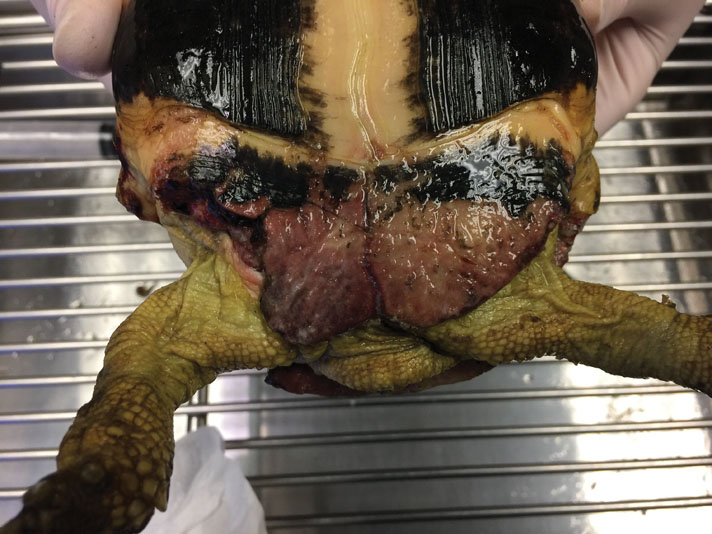 bite damage to Russian tortoise plastron