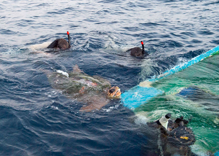 sea turtle rescued by USS Howard sailors in Arabian Gulf