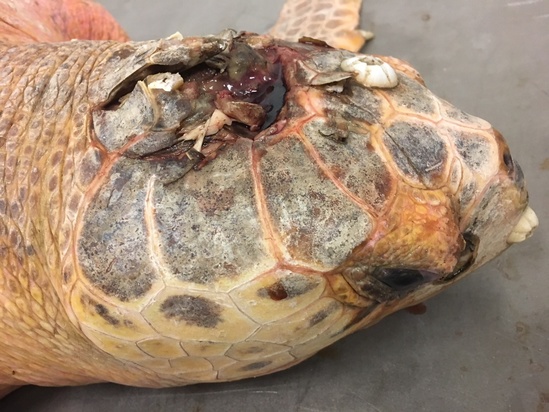 Mortal head would in sea turtle