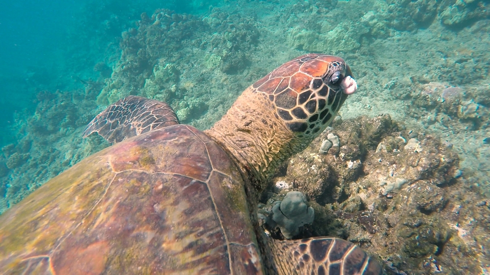 fibropapillomatosis in sea turtle