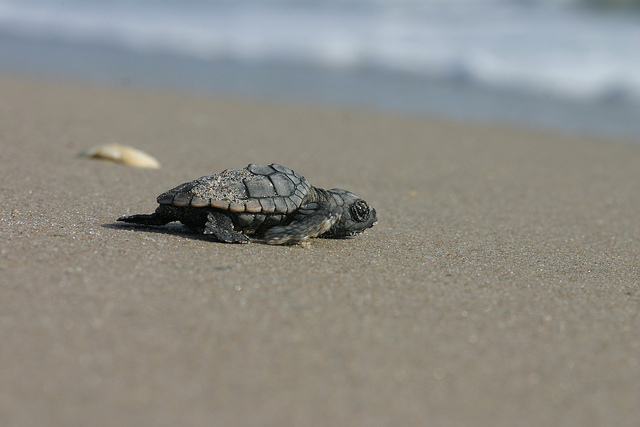 loggerhead hatchling