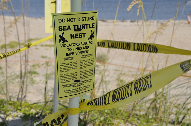 Sea turtle nests