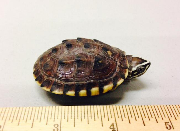 smuggled turtle