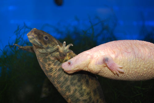 Spanish ribbed newts