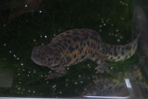 Spanish Ribbed Newts