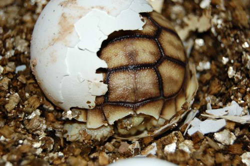 Sulcata tortoise hatchlings