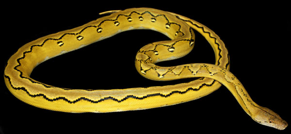 Sunfire platinum citron reticulated python