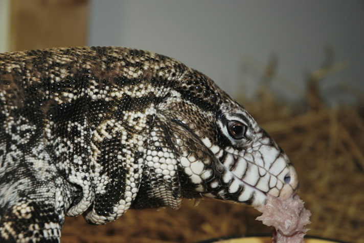 A tegu eats a varied diet