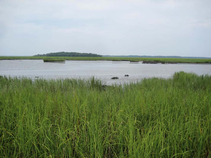 marshy area