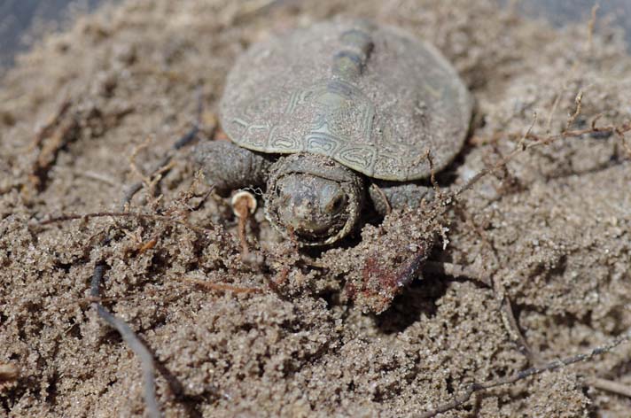 hatchling terrapin