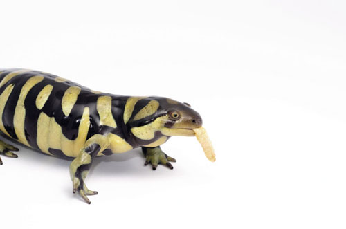 Tiger salamander