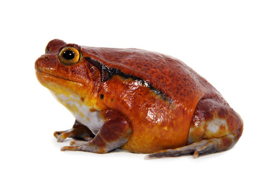 tomato frog