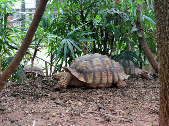 tortoises outdoors