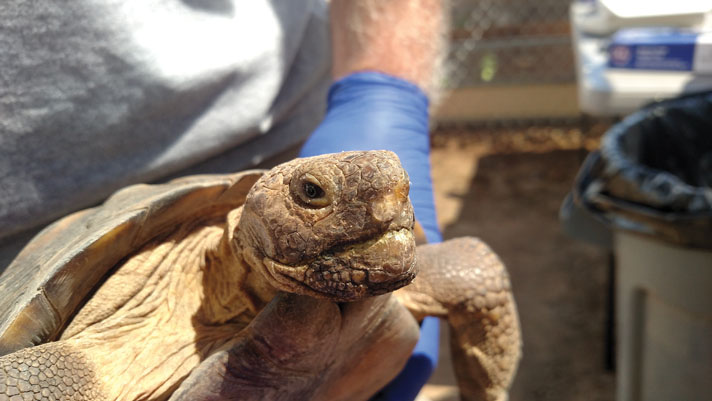 Tortoise with nasal discharge, indicating respiratory infection.