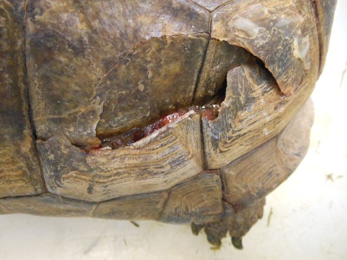 Tortoise with shell trauma.