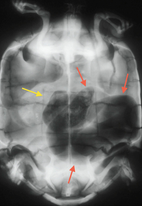Tortoise x-ray