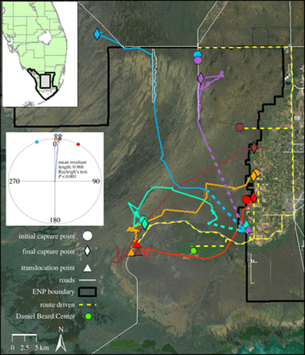 translocation map of burmese pythons