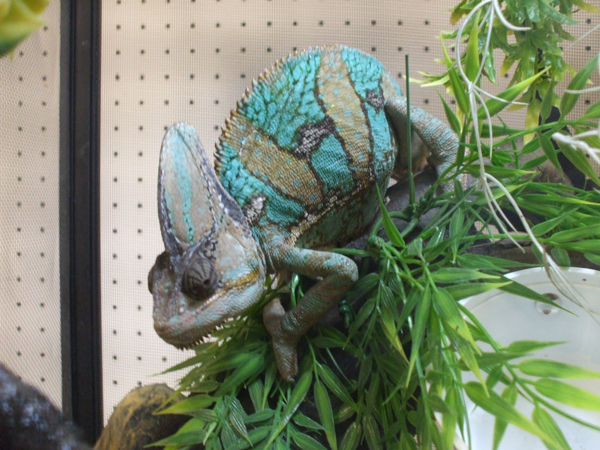 veiled chameleon