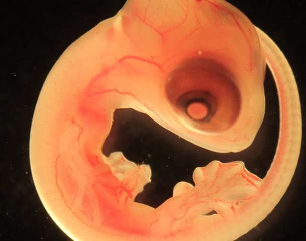 common wall lizard embryo