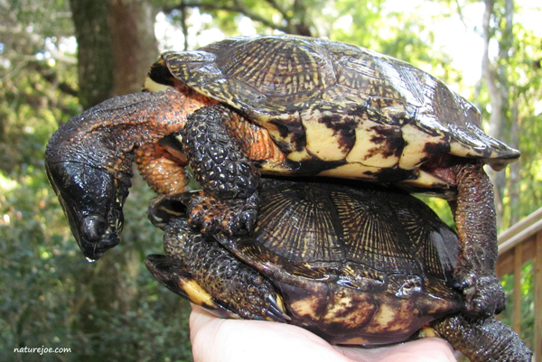 wood turtles breeding on land