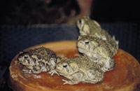 Batrachochytrium dendrobatidis