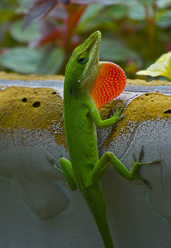 Carolina anole