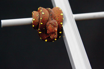 Green Tree Python Green Tree Python