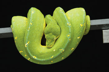 Green Tree Python Green Tree Python
