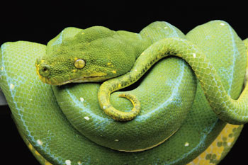 Green Tree Python Green Tree Python