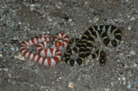 kingsnake