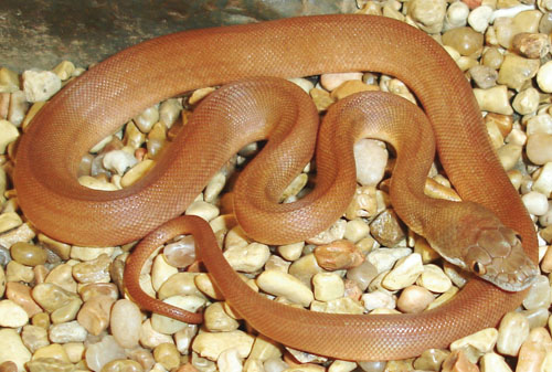 Savu python