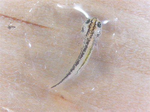 Alpine Newt Larvae are delicate and require special attention to ensure proper growth