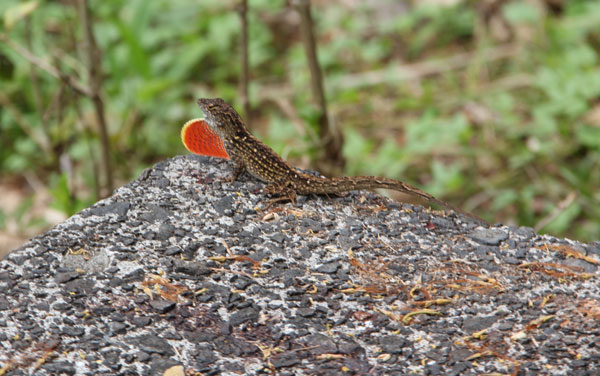 brown anole