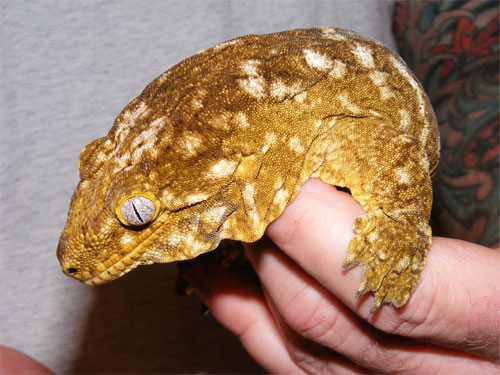 New Caledonian Giant Gecko