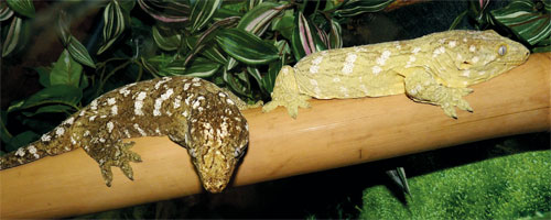 New Caledonian Giant Gecko