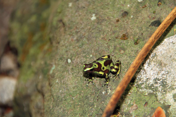 green and black poison dart frog