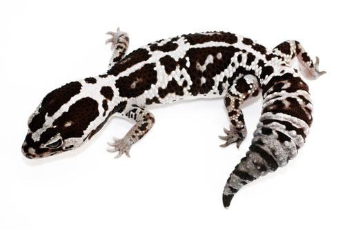 The Fat-Tailed Gecko is able to breed after roughly 7 months of age