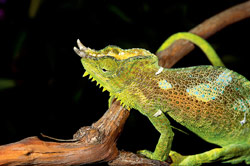 four horned chameleon