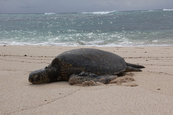 green sea turtle