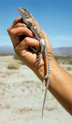 leopard lizards