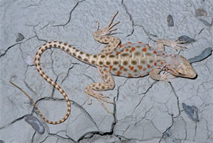 leopard lizard