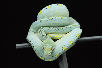 Super blue green rree python Green Tree Python