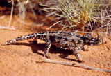 thorny devil