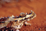 thorny devil